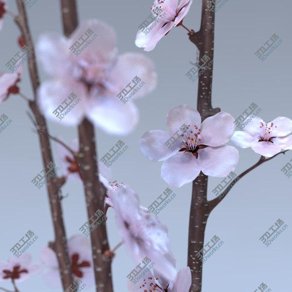 images/goods_img/20210312/Cherry Blossom/2.jpg